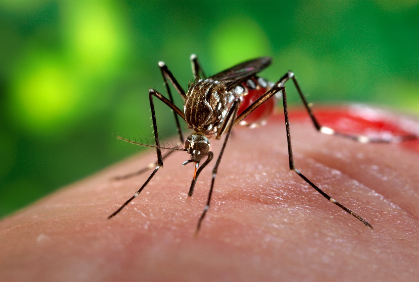 Hembra del mosquito Aedes aegypti, principal transmisor del dengue. Se reconoce por las manchas blancas de sus patas y suele picar de día.