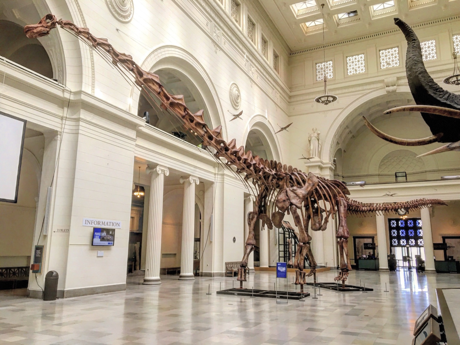 Réplica del esqueleto del Patagotitan, un dinosaurio gigante hallado en la Patagonia argentina, en el Museo Field de Historia Natural de Chicago (Estados Unidos).