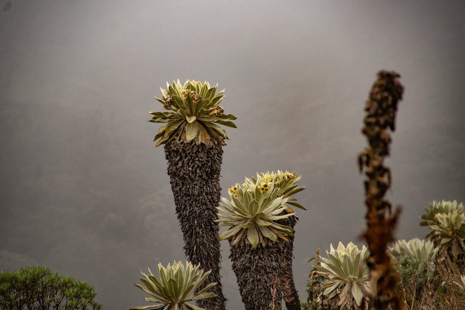 Frailejones entre la neblina en un páramo de los Andes colombianos, en la subida al volcán Azufral. Estas plantas atrapan humedad de la niebla y ayudan a que el páramo funcione como una esponja de agua.