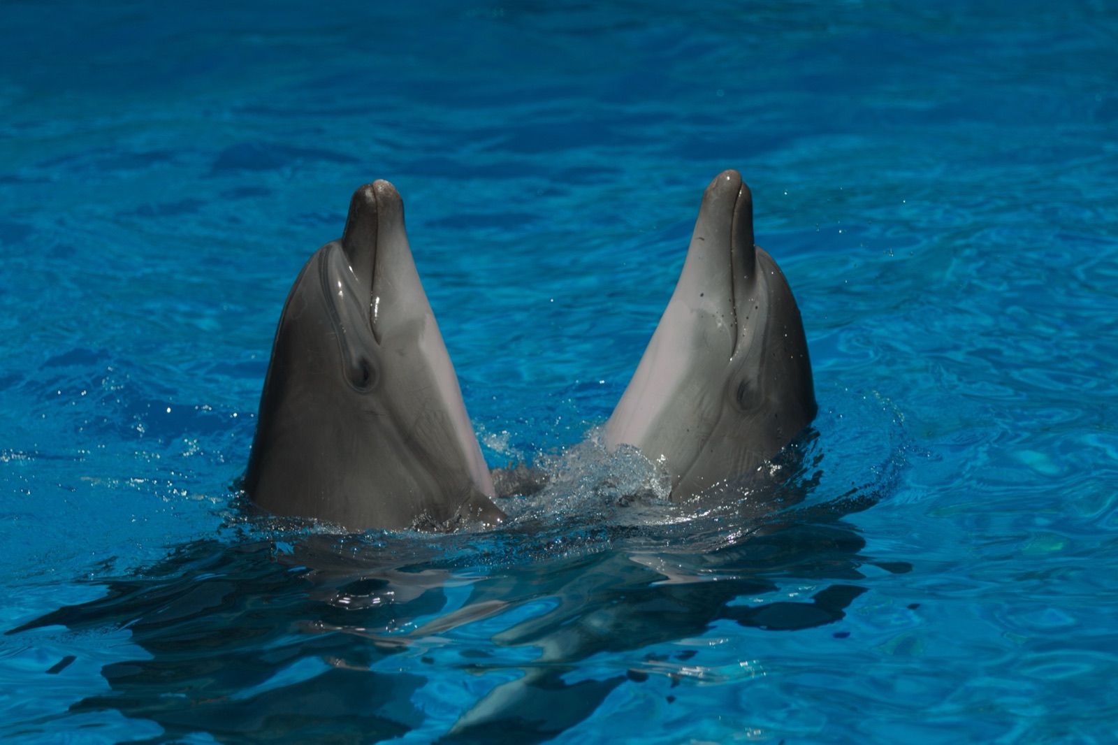 Delfines en el delfinario de Anapa, en la costa rusa del mar Negro. Imagen de archivo.