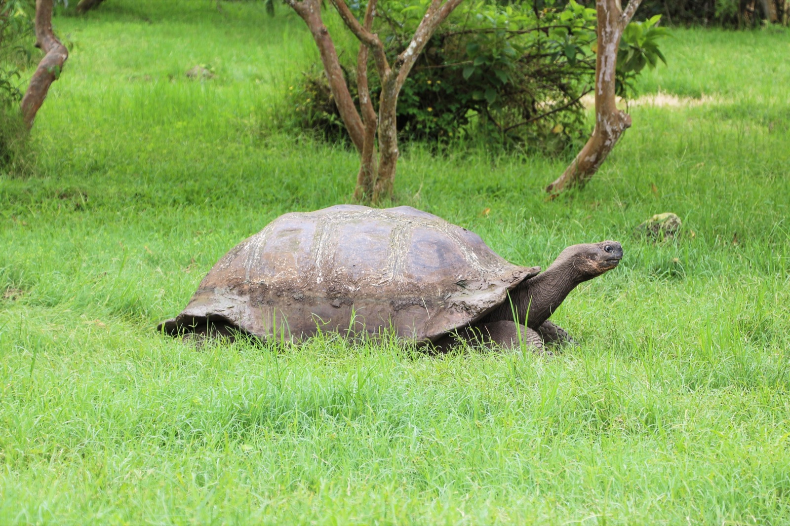 Una tortuga gigante de Santa Cruz (Chelonoidis porteri) en la isla Santa Cruz, dentro del Parque Nacional Galápagos.