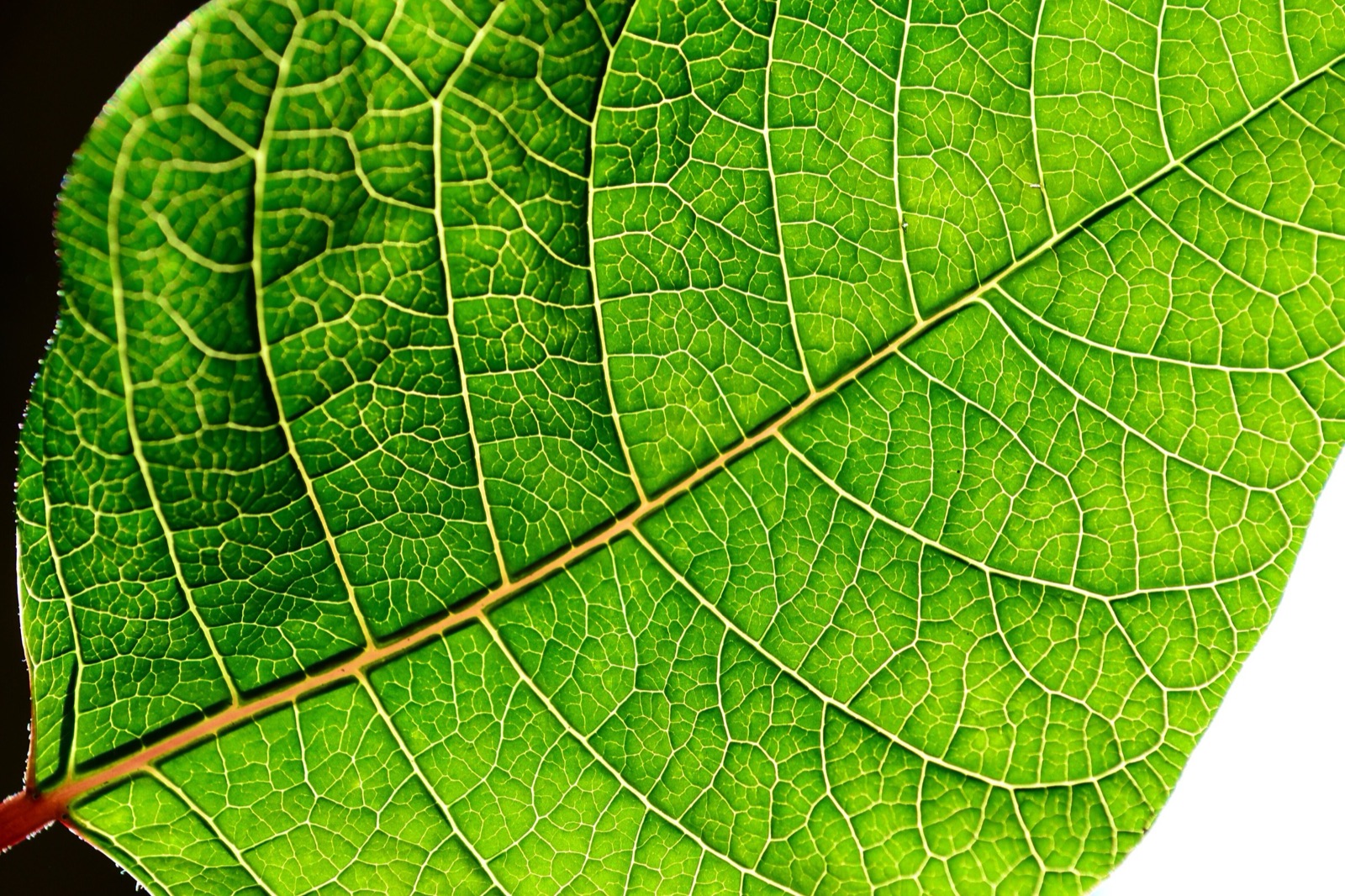 Hoja iluminada a contraluz. Su color verde se debe a la clorofila, el pigmento que captura la energía del Sol para hacer la fotosíntesis.