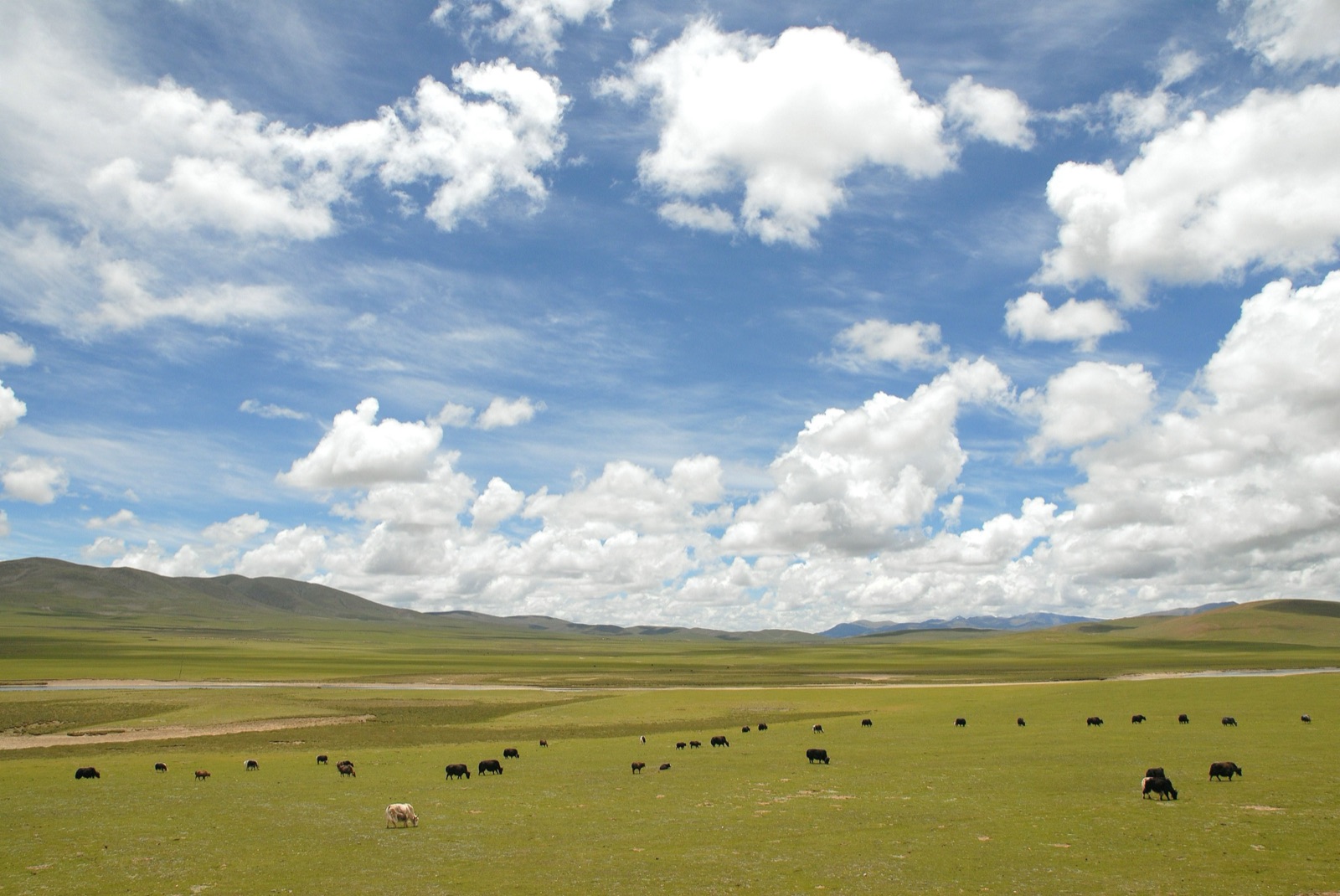 Pastizales con yaks en el condado de Nagqu, en el norte del Tíbet, la región donde ocurrió el terremoto (foto de archivo, 2007).